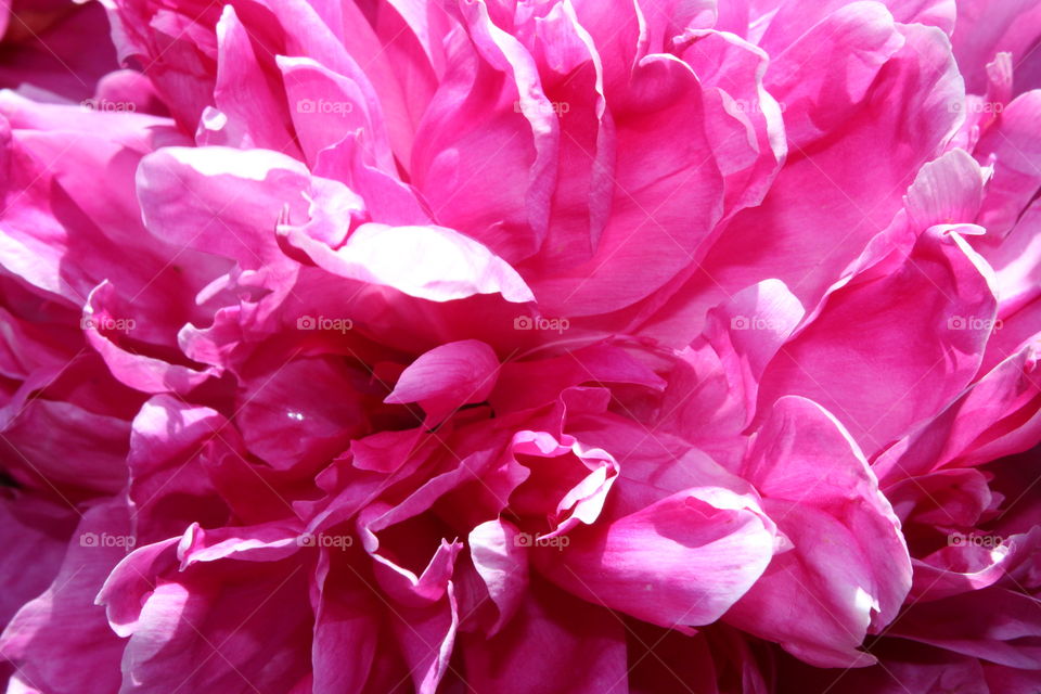 Pink Peony 