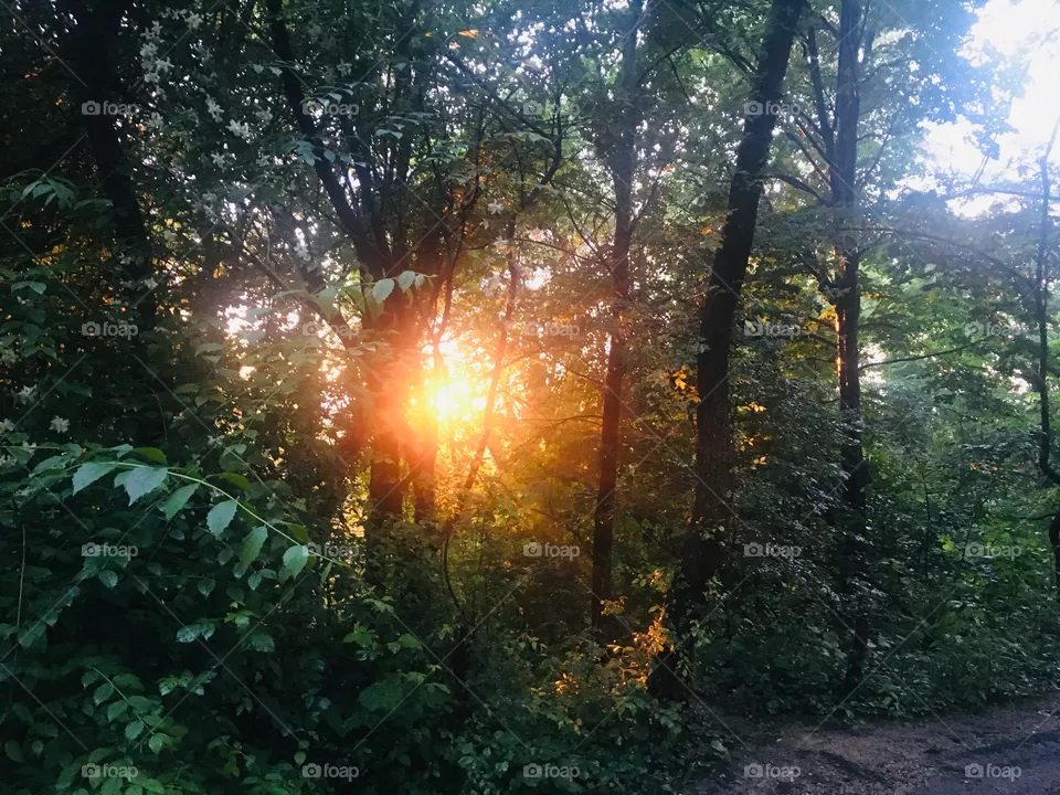 Light