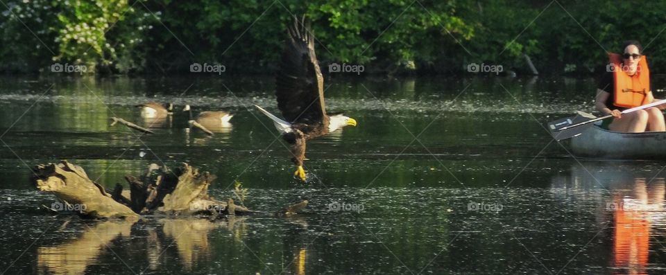 Eagle and Canoeing