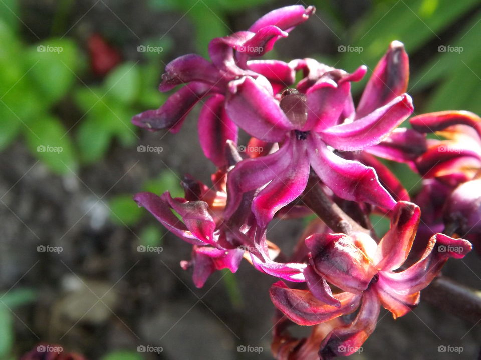 Pink bloom