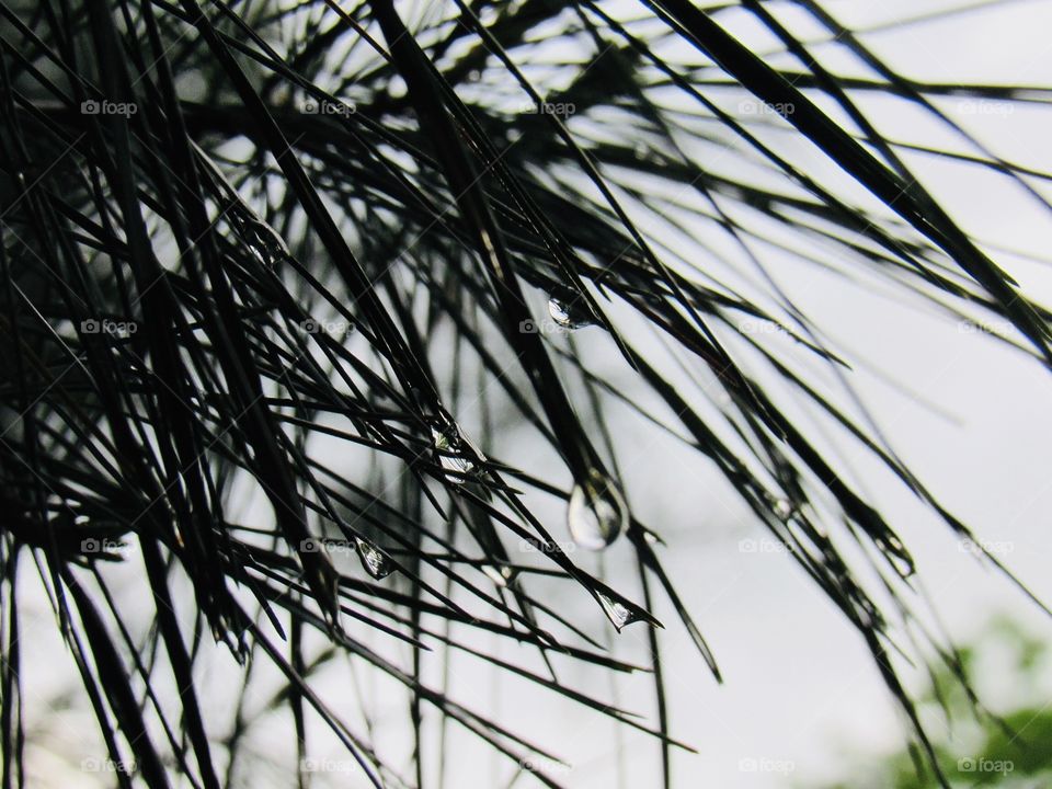 Pine needles with rain drops