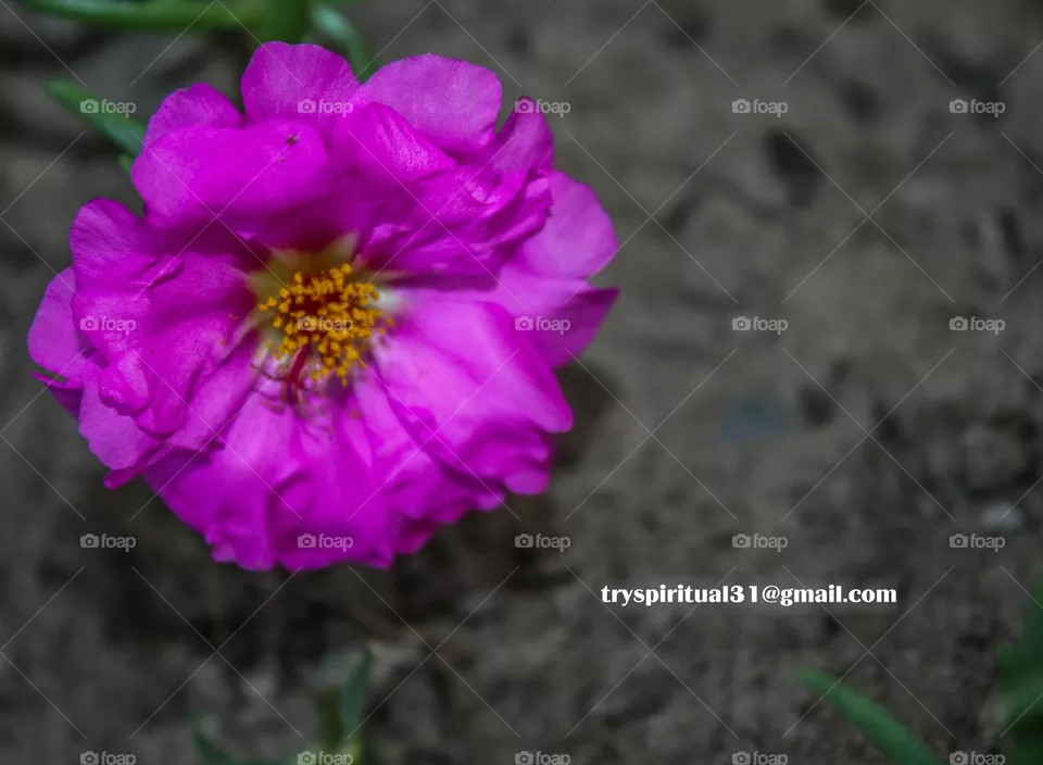 natures beauty