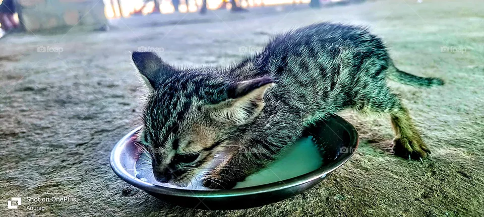 baby cat