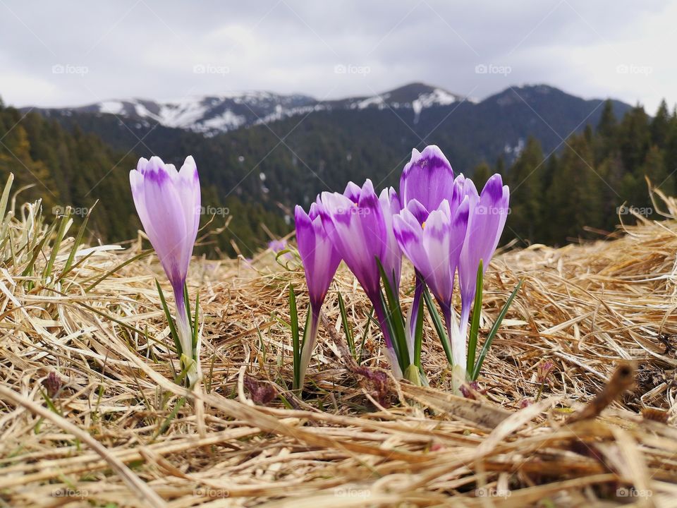 Spring in the mountains