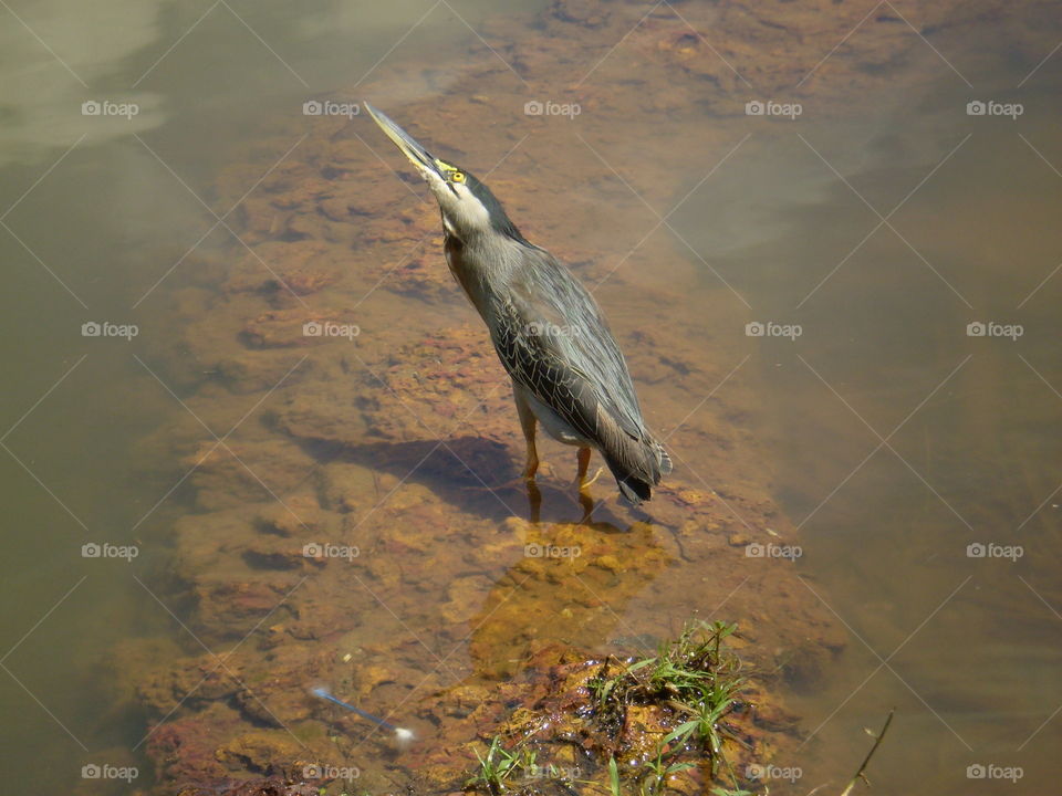 socozinho, a native brazilian bird