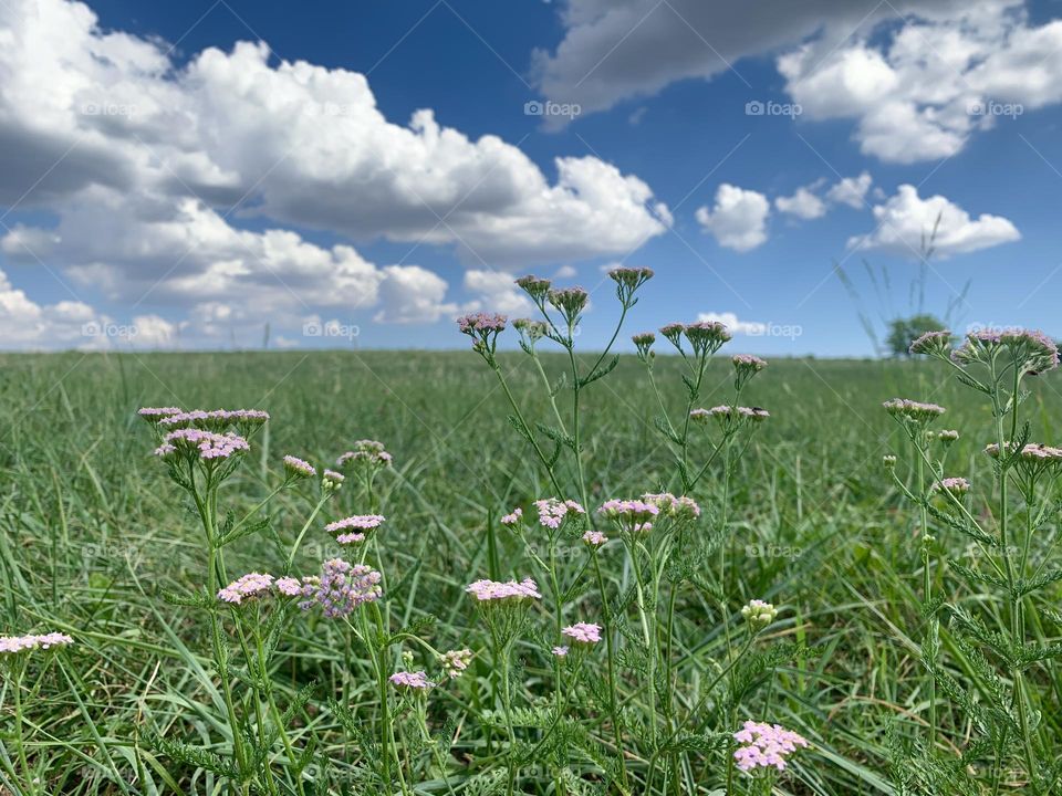 green meadow with wildflowers and a blue sky strewn with fluffy clouds