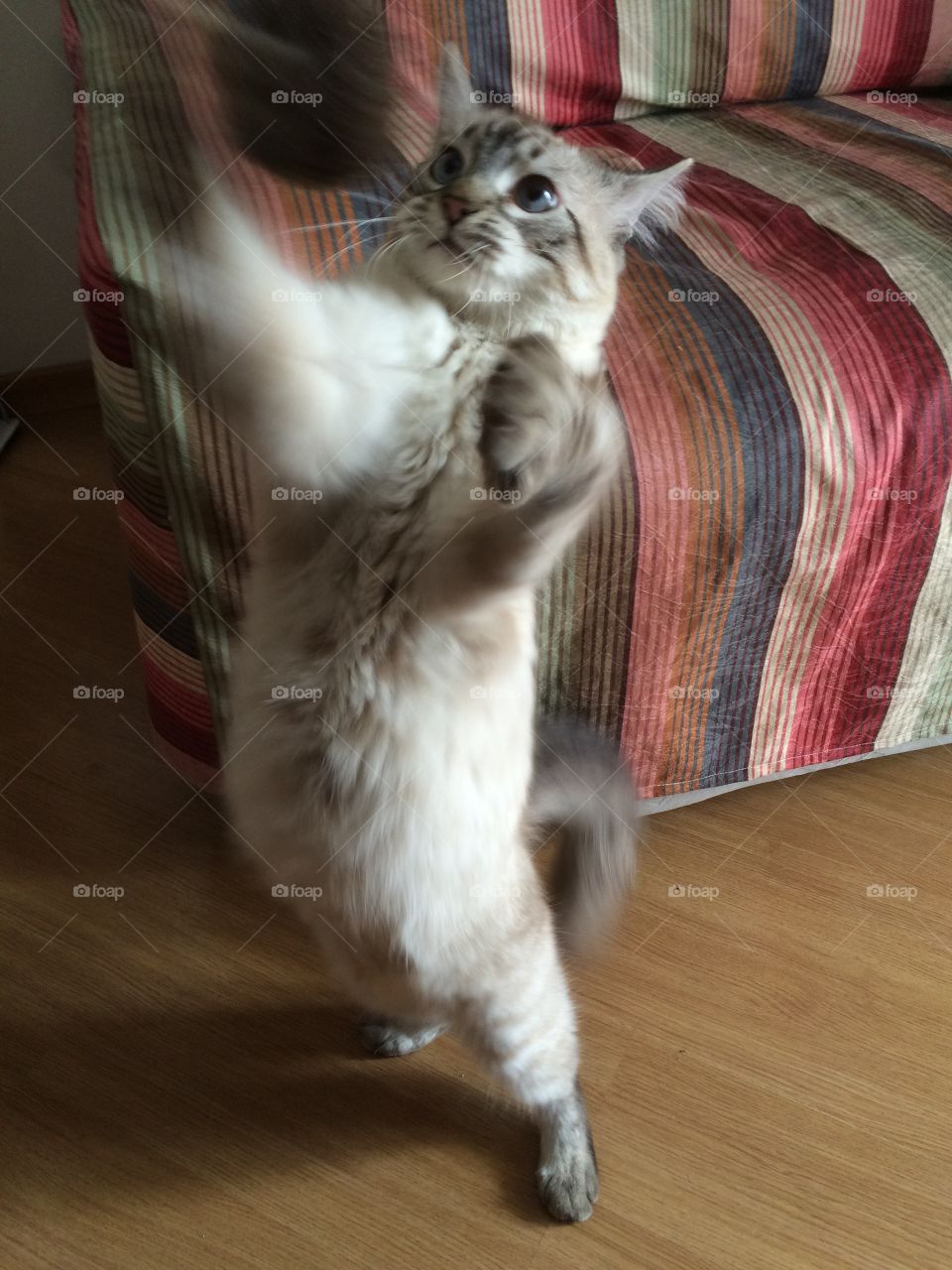 Upright kitty. My cat playing with his favorite toy.