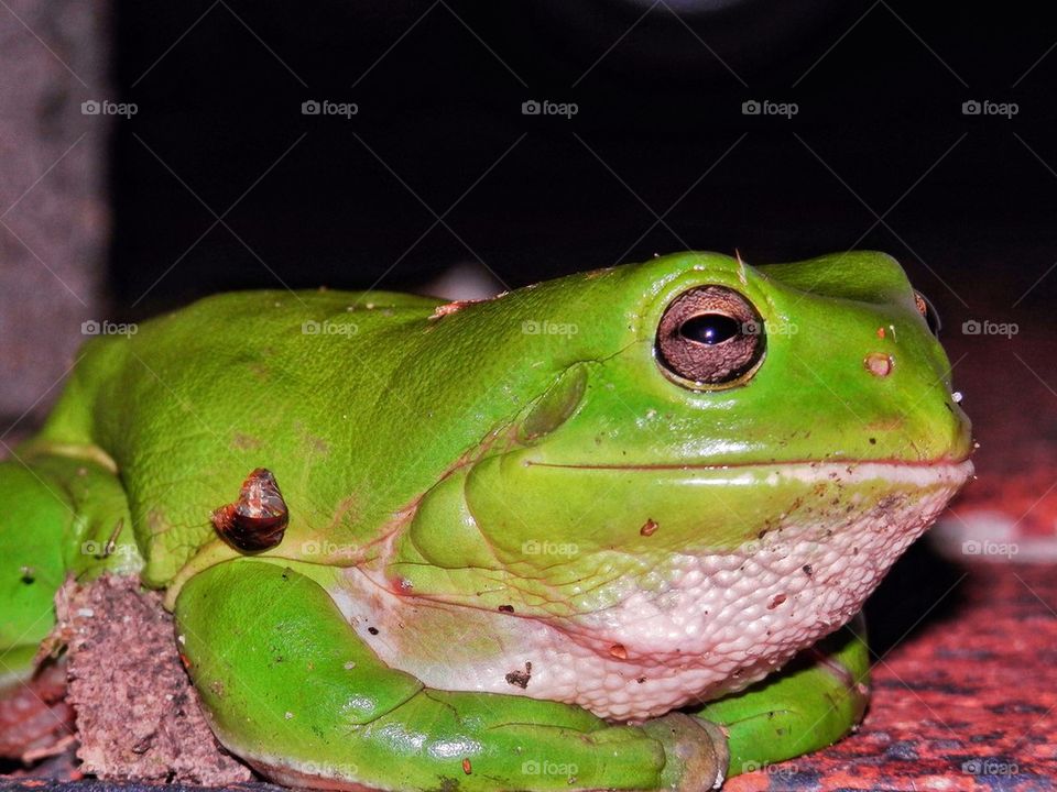 Frog
