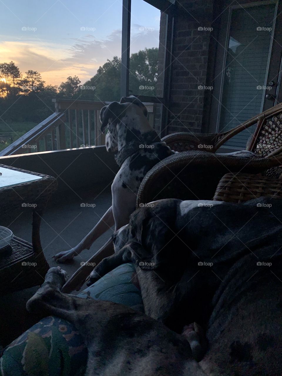 Two Great Danes enjoying the sunset before bed. 