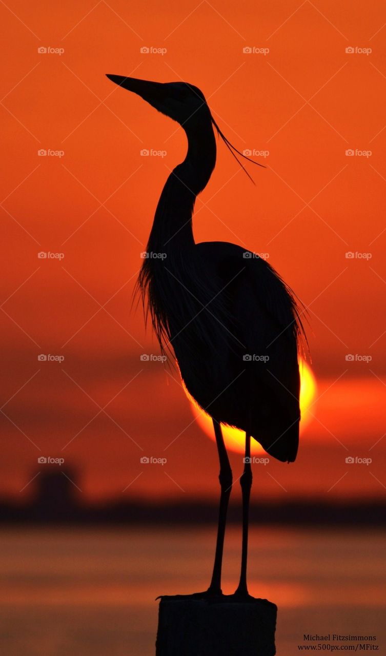 Heron Silhouette