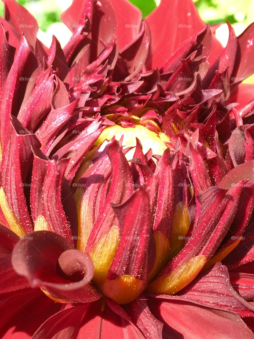 Red  dahlia  bloom