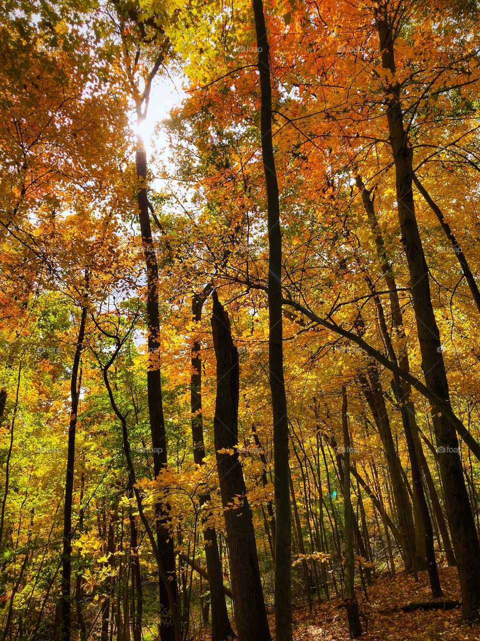 The Forest in Autumn looking up through bright yellow red and green leaves toward the sky where the sun is beaming back down through the limbs and to the leaves scattered on the ground in Michigan 