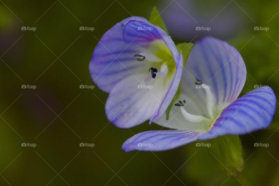 Close-up of flower