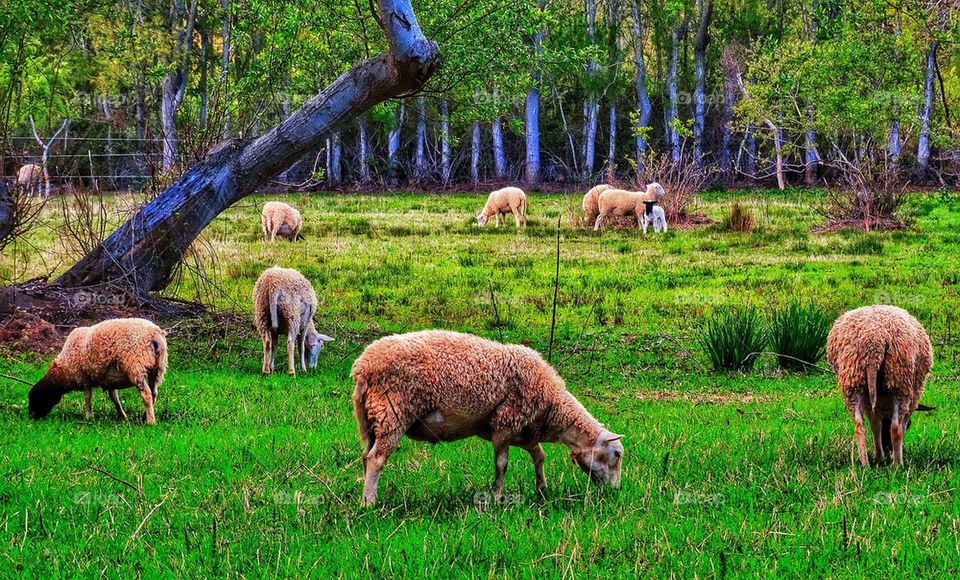 Sheep in a pasture