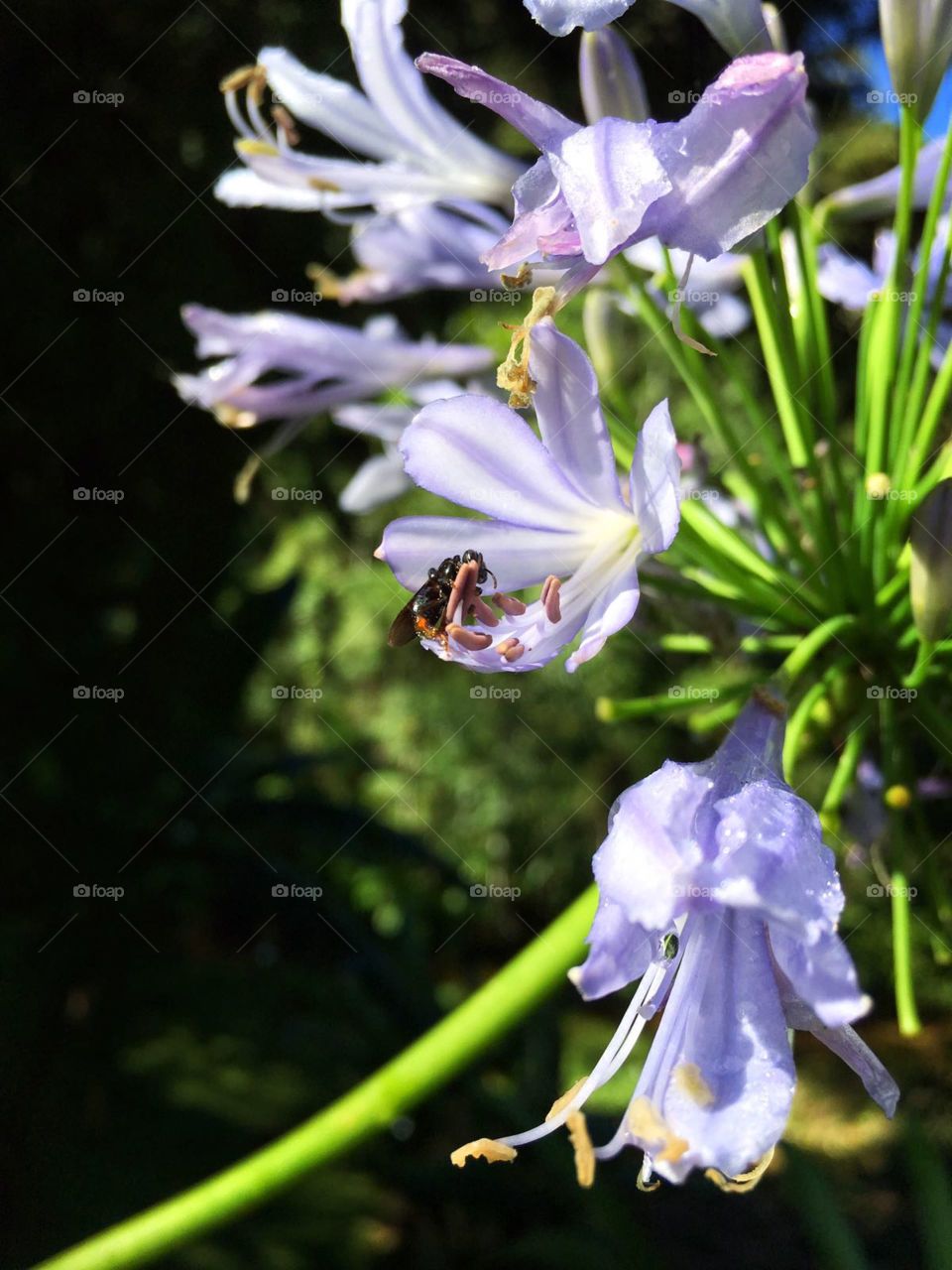 wasp on a flower