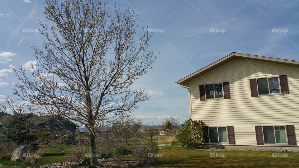 a spring tree between two houses