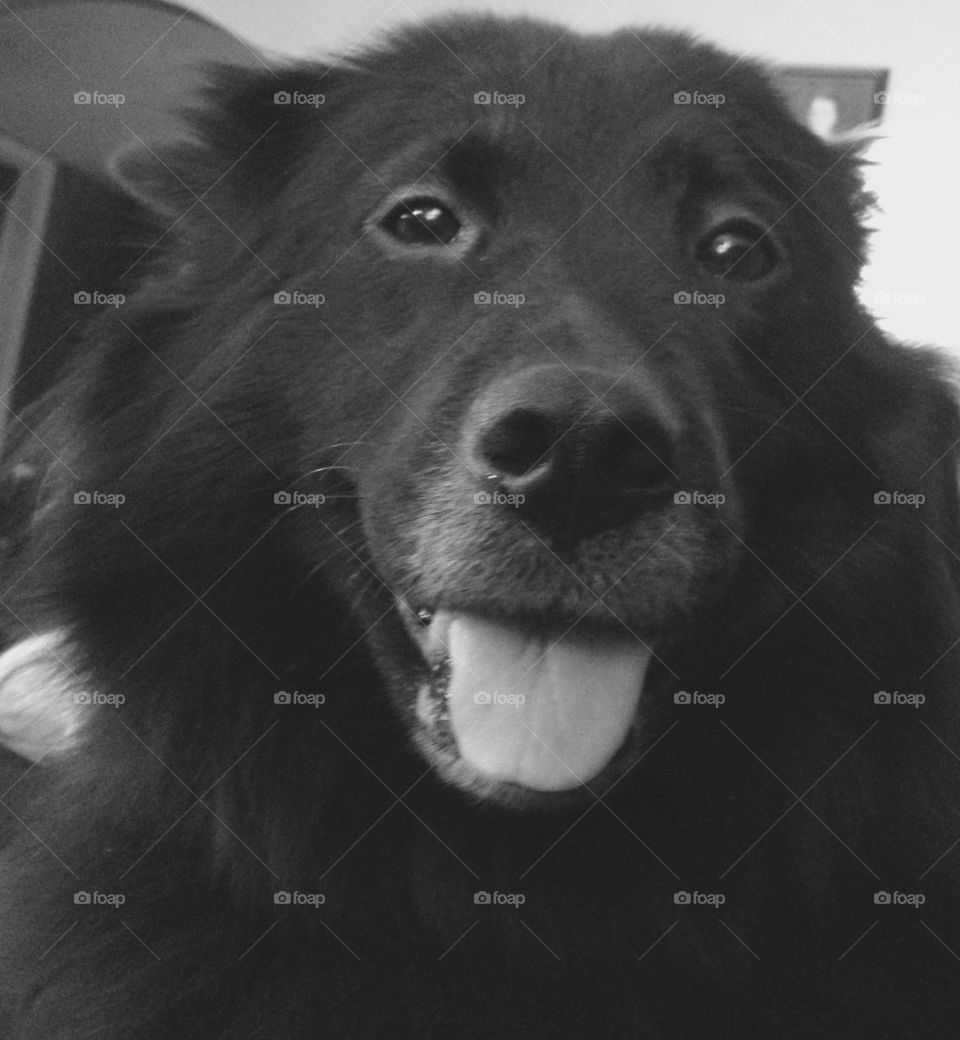 Black lab collie mix sticking out tongue smiling 