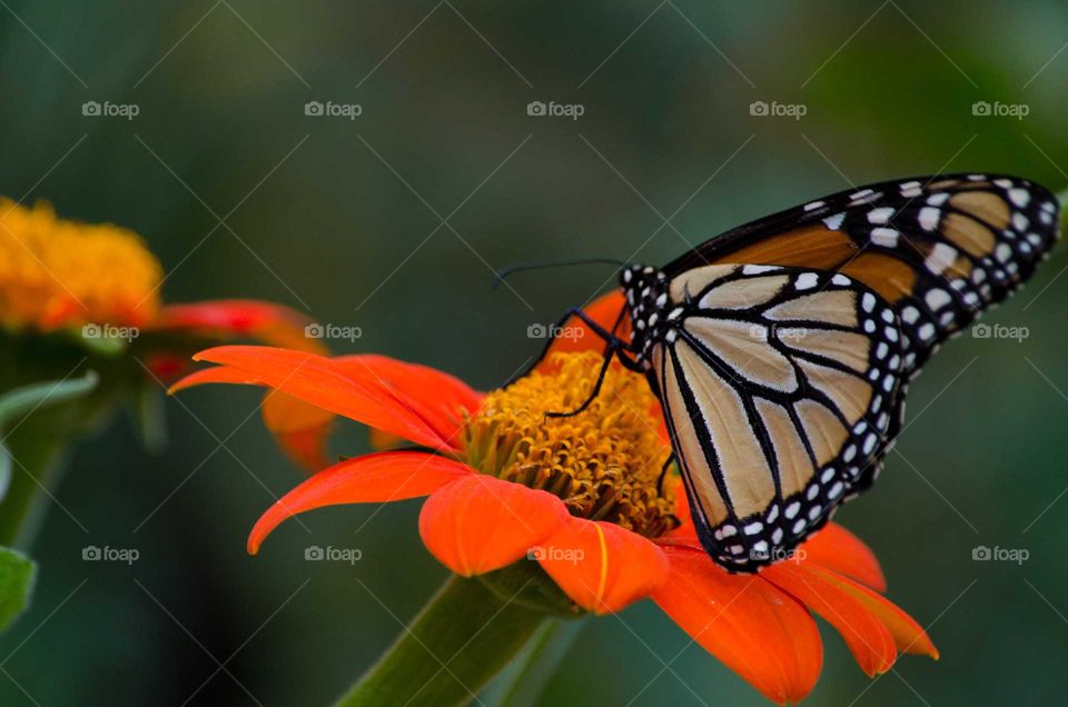 Butterfly pollinating on orange flower