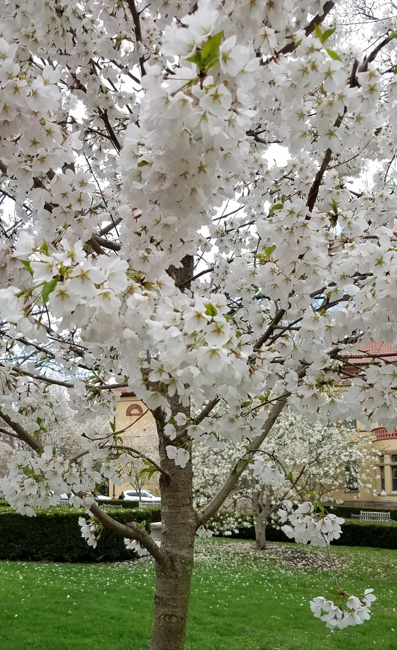 white flowered tree