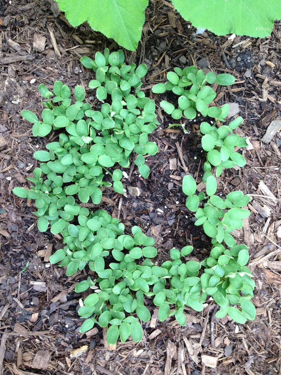 Cantaloupe seedlings