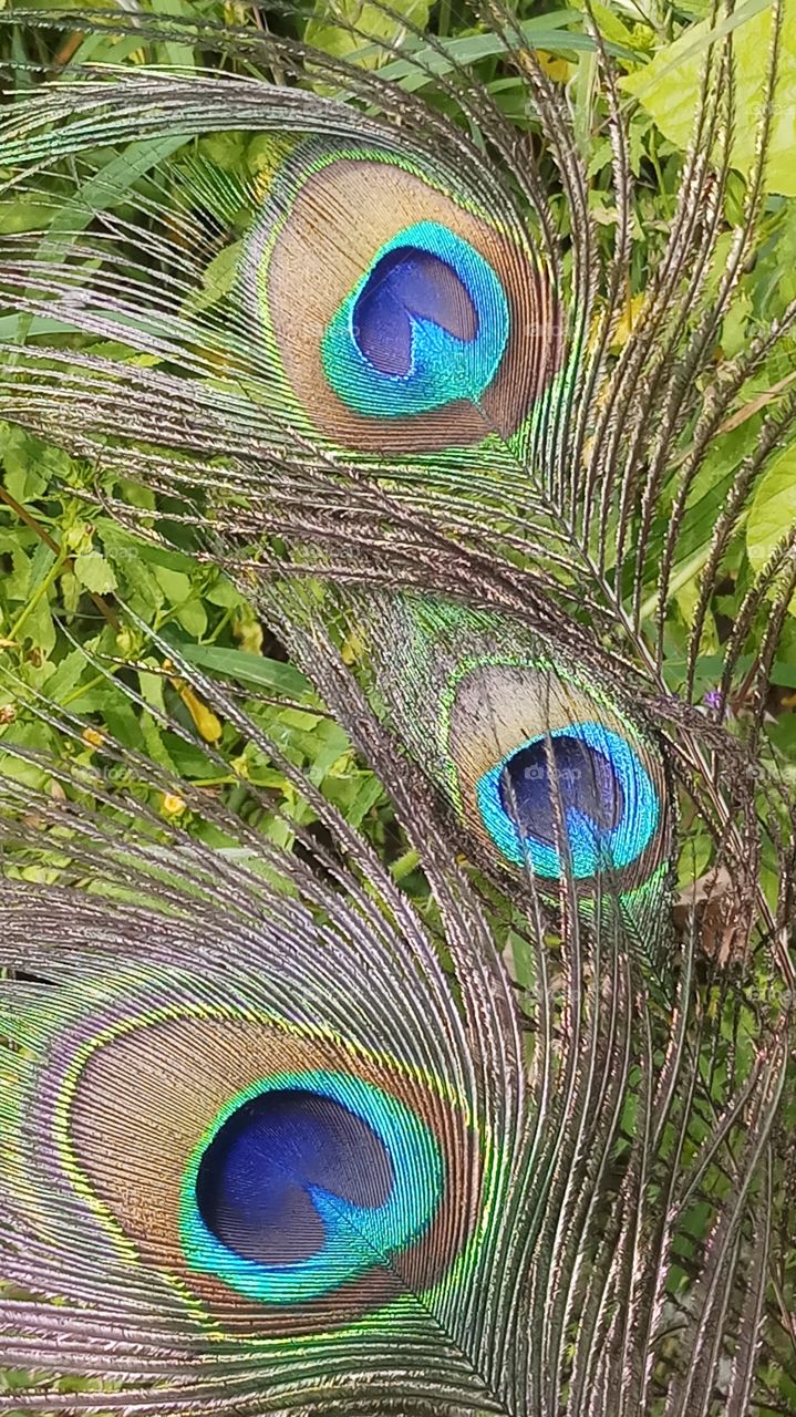 The beacock leaves is very very nice click