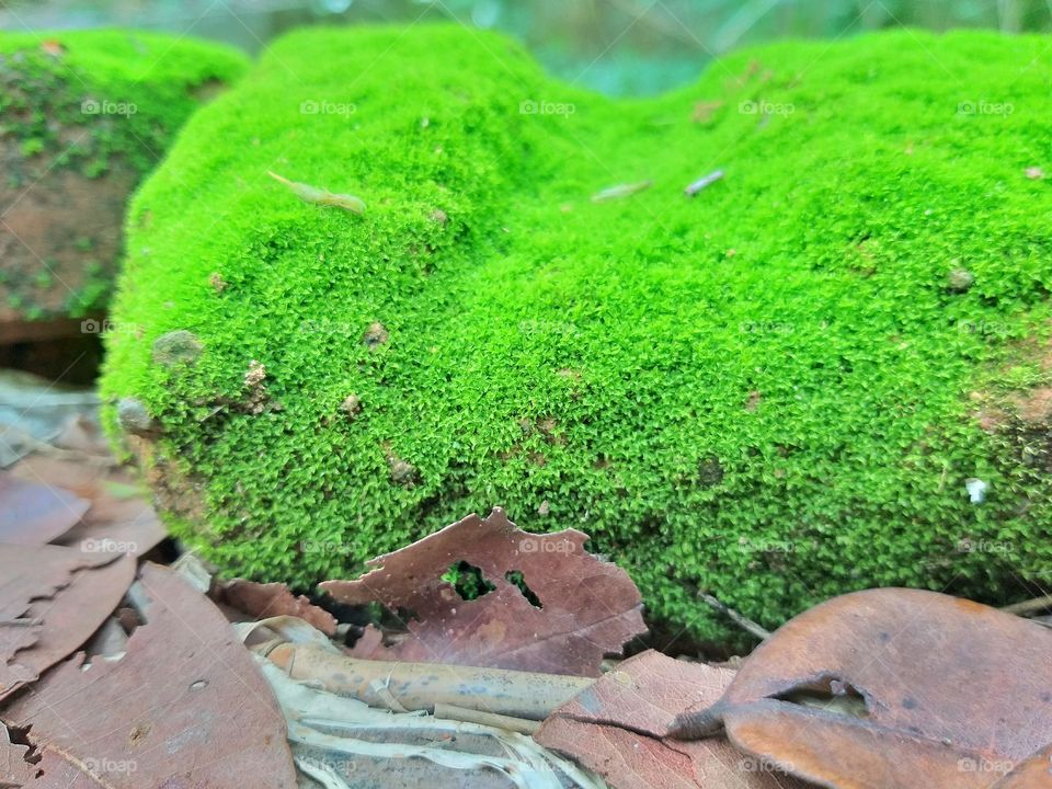 Green moss