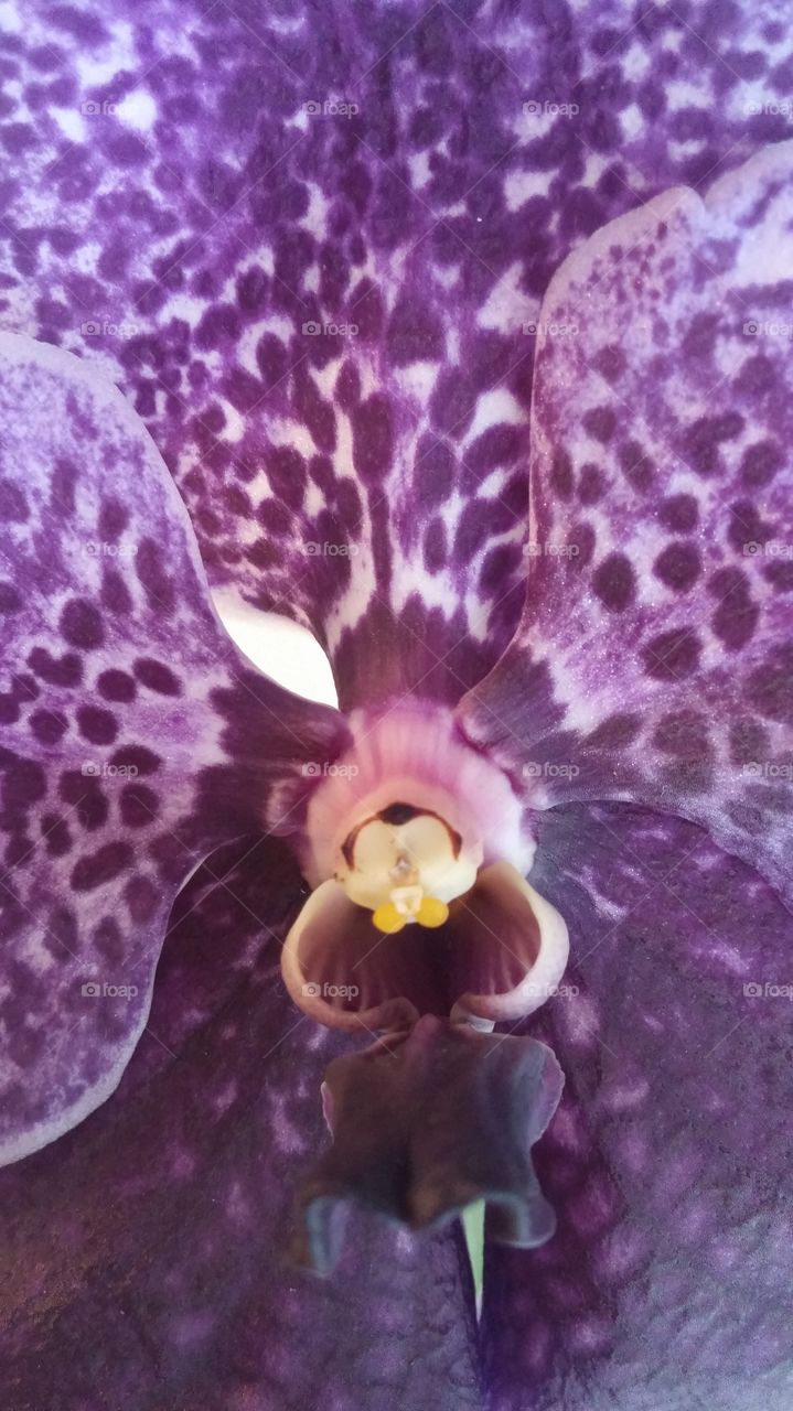 Orhidea flower