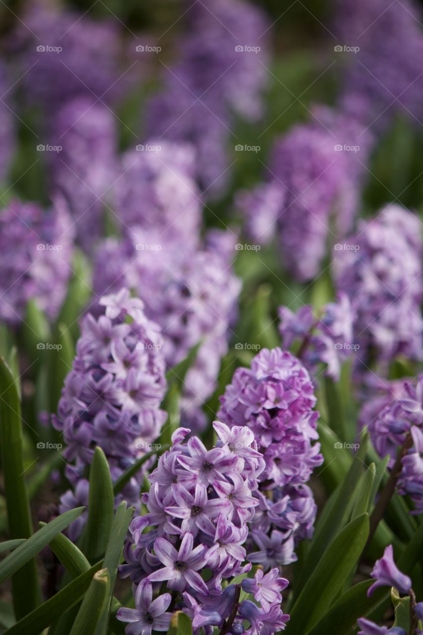 Purple springtime blooms