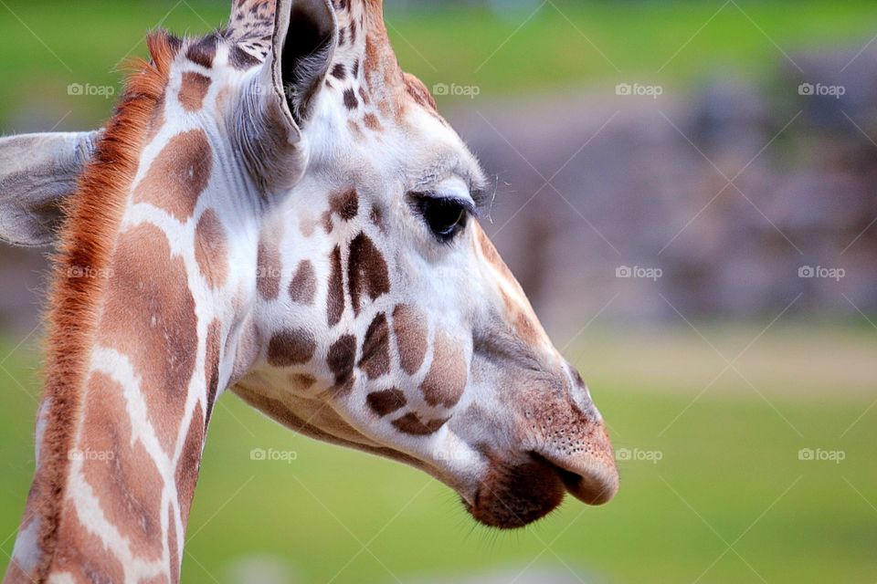 Giraffe. A giraffe head