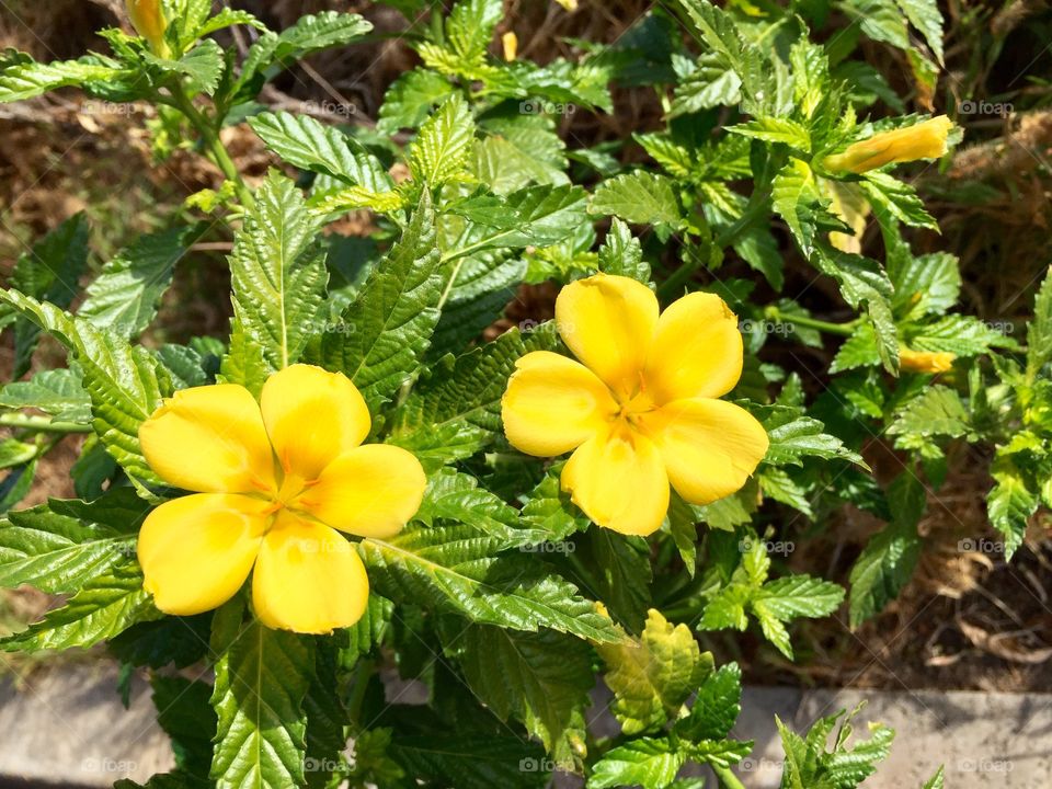 Little yellow flowers by kerb
