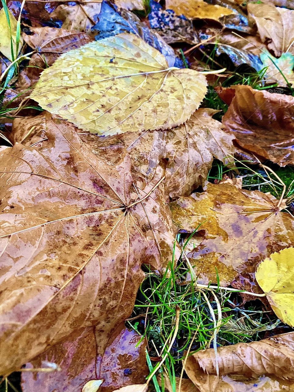 #rain #grass
#Autumn #leaves #