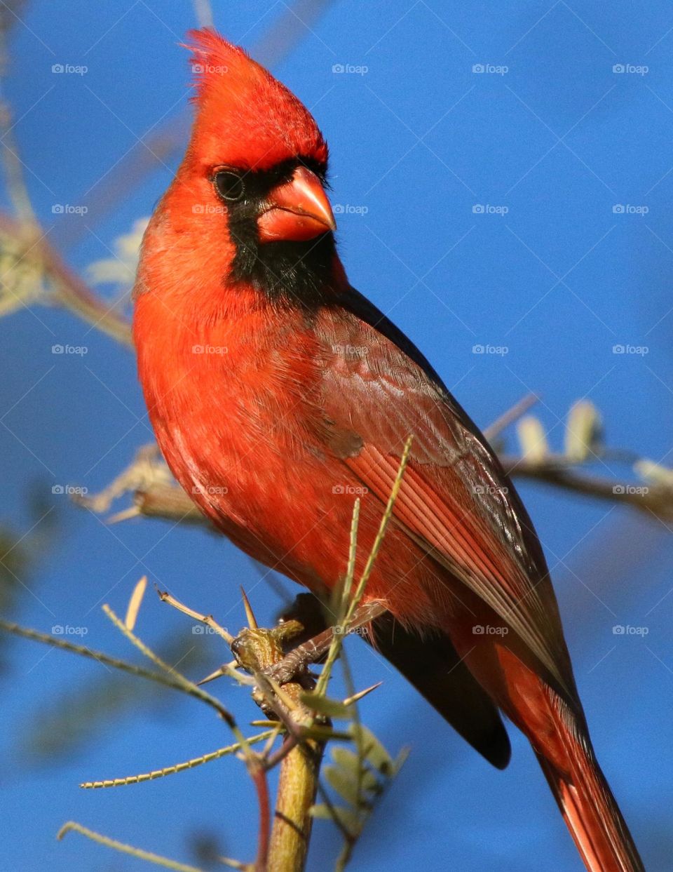 Cardinal on a Winter Morning