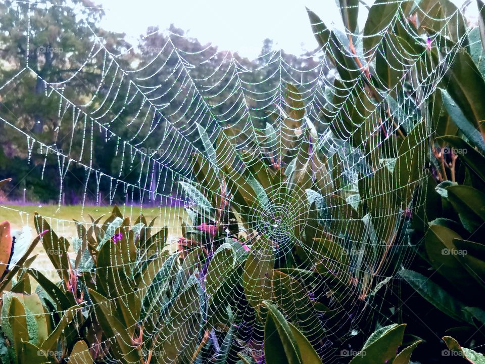magical spider web