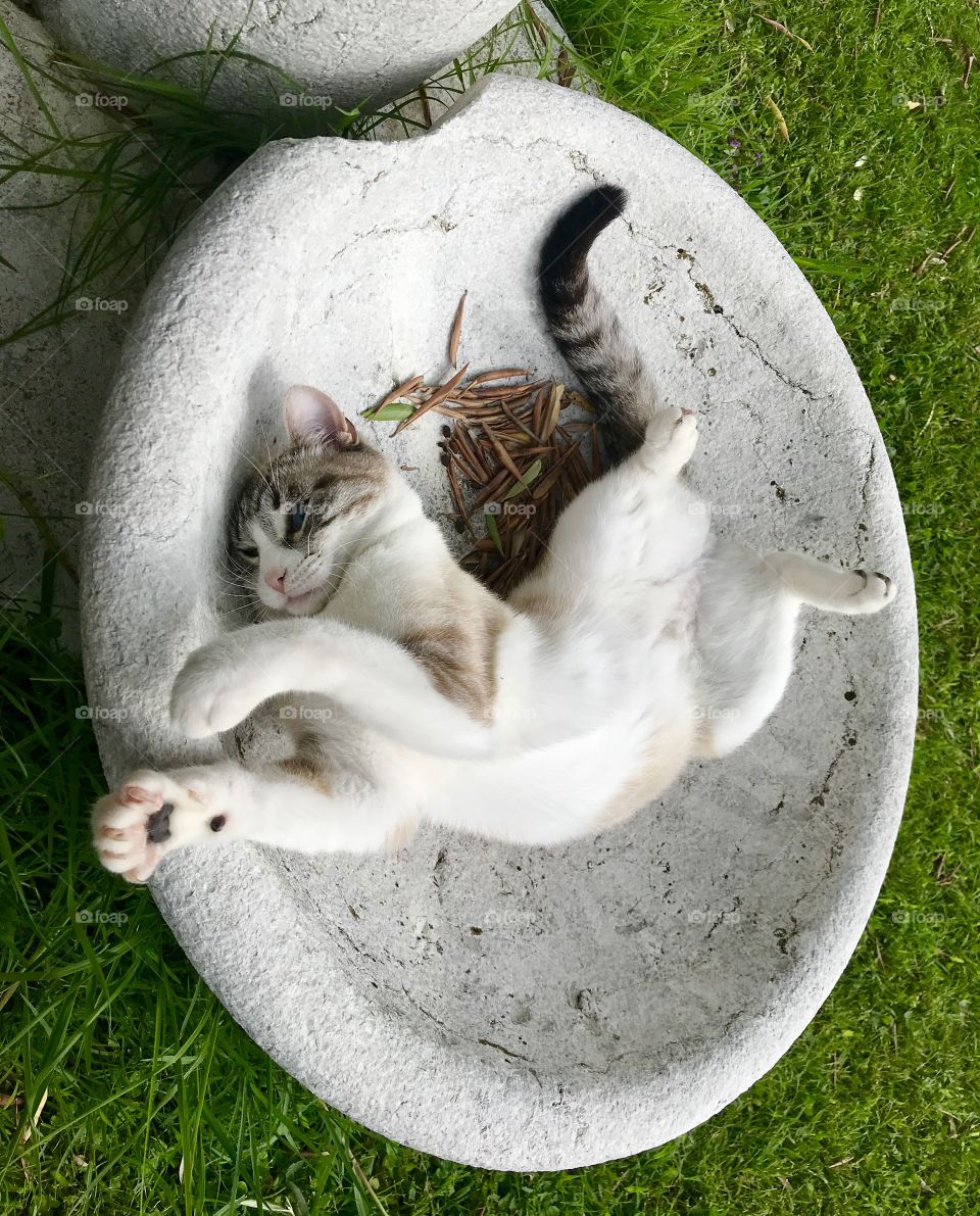 Cute cat Neve playing in the garden 