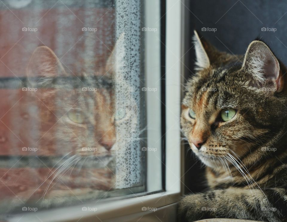 Looking through the window