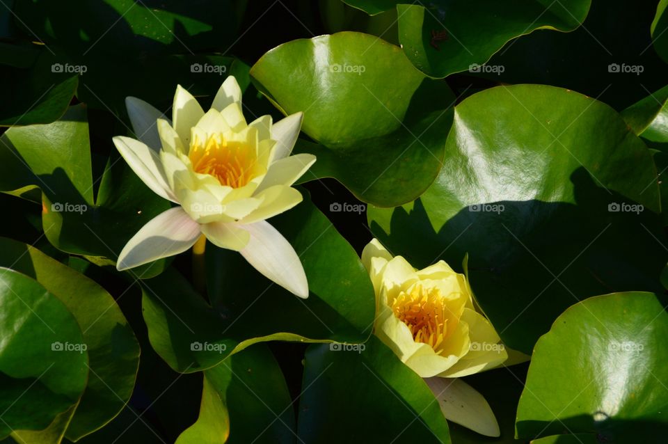 Pond lily