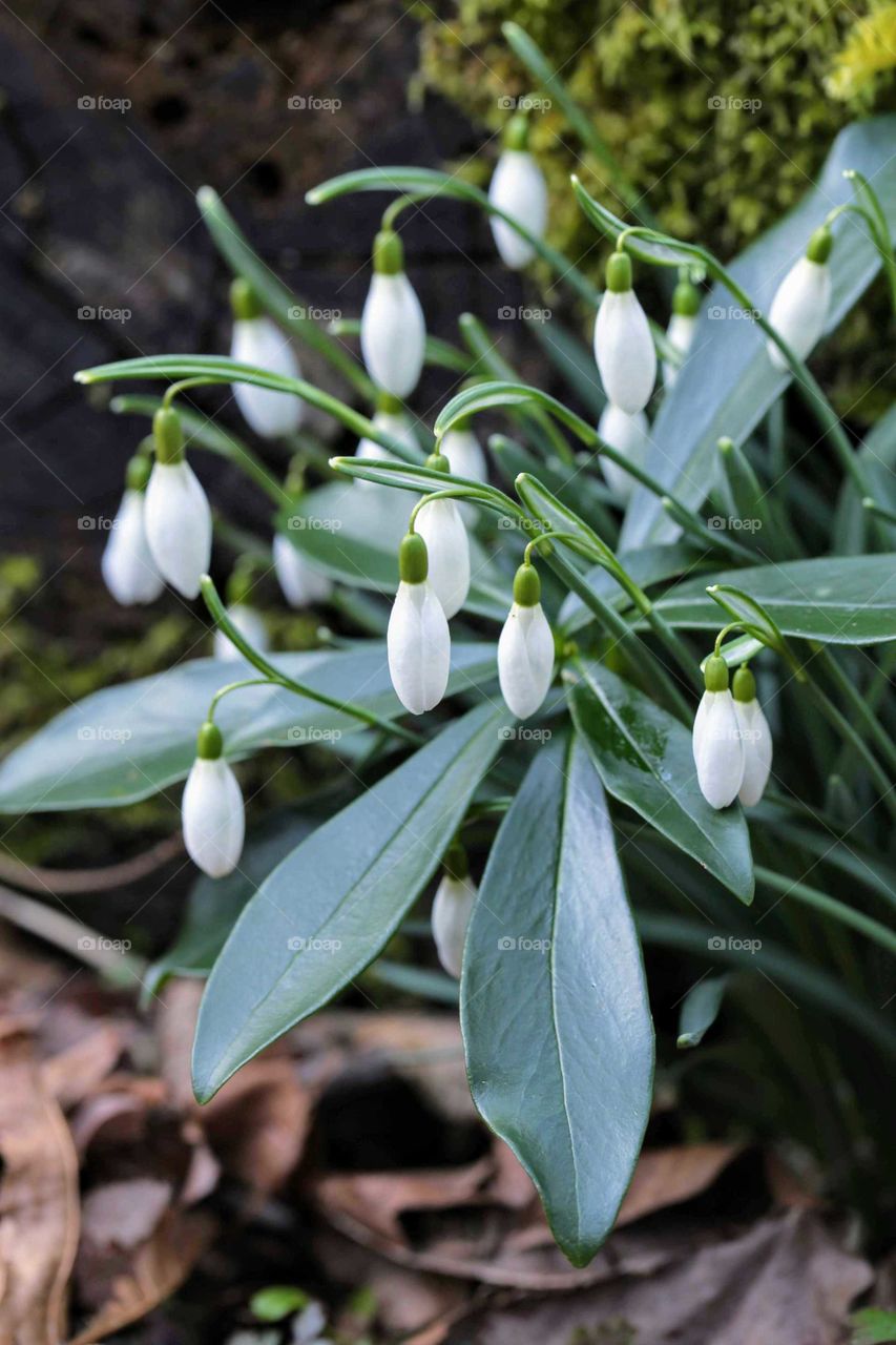 Snowdrops