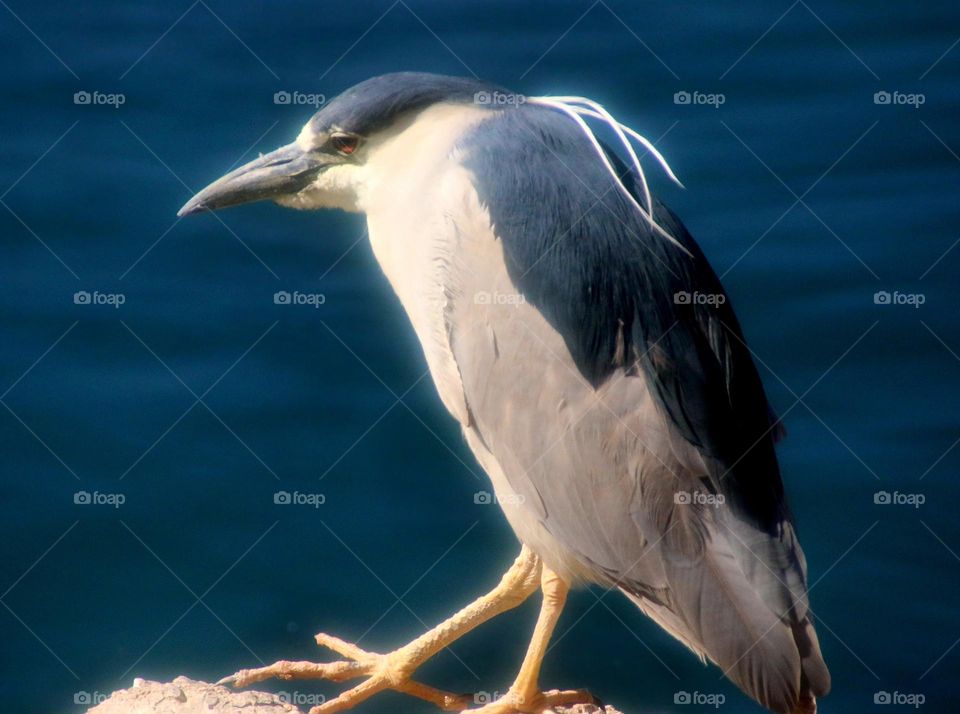 Black-crowned Night Heron on Rock