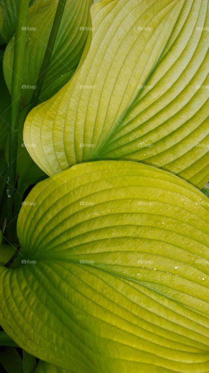 Leaf, No Person, Growth, Nature, Flora