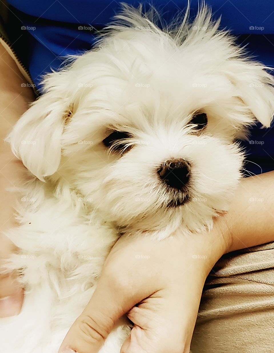 Maltipoo puppy with button black nose and white fur.