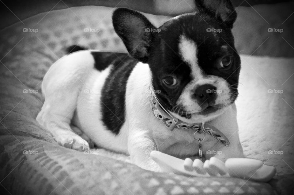 Puppy black and white