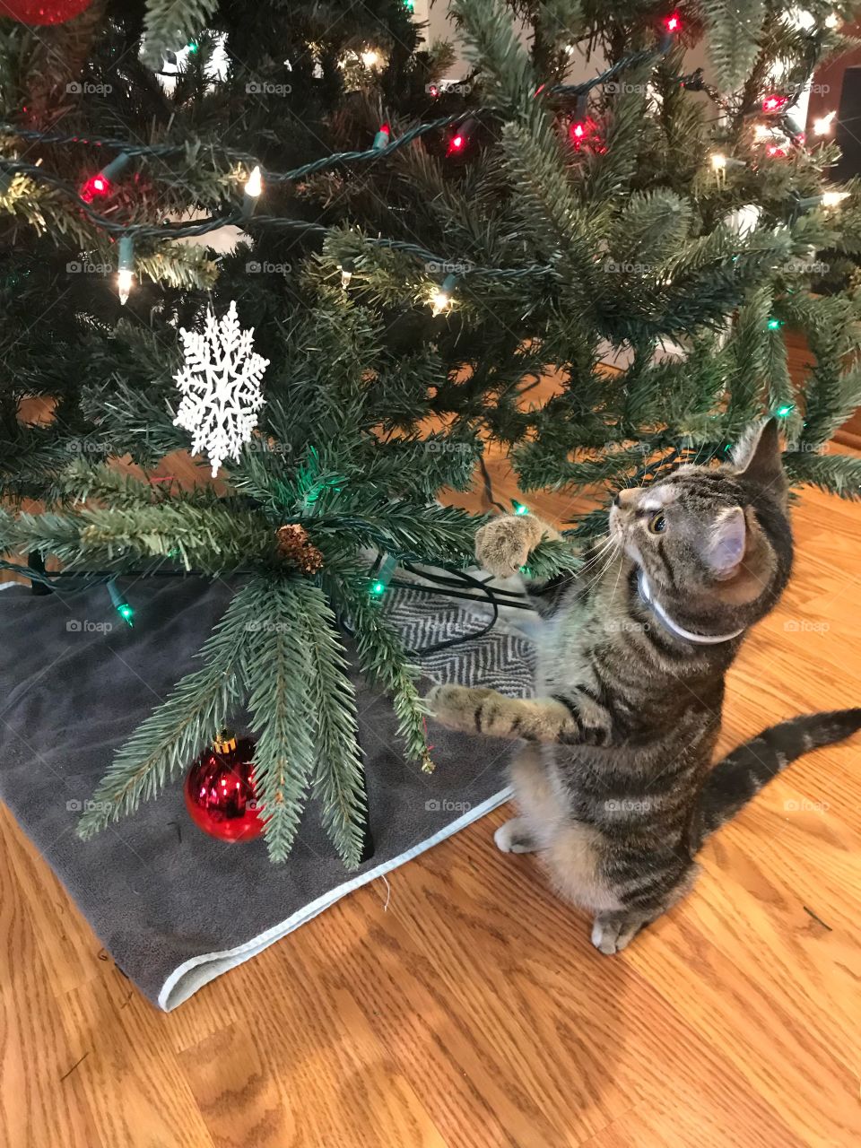 Cat playing with a tree