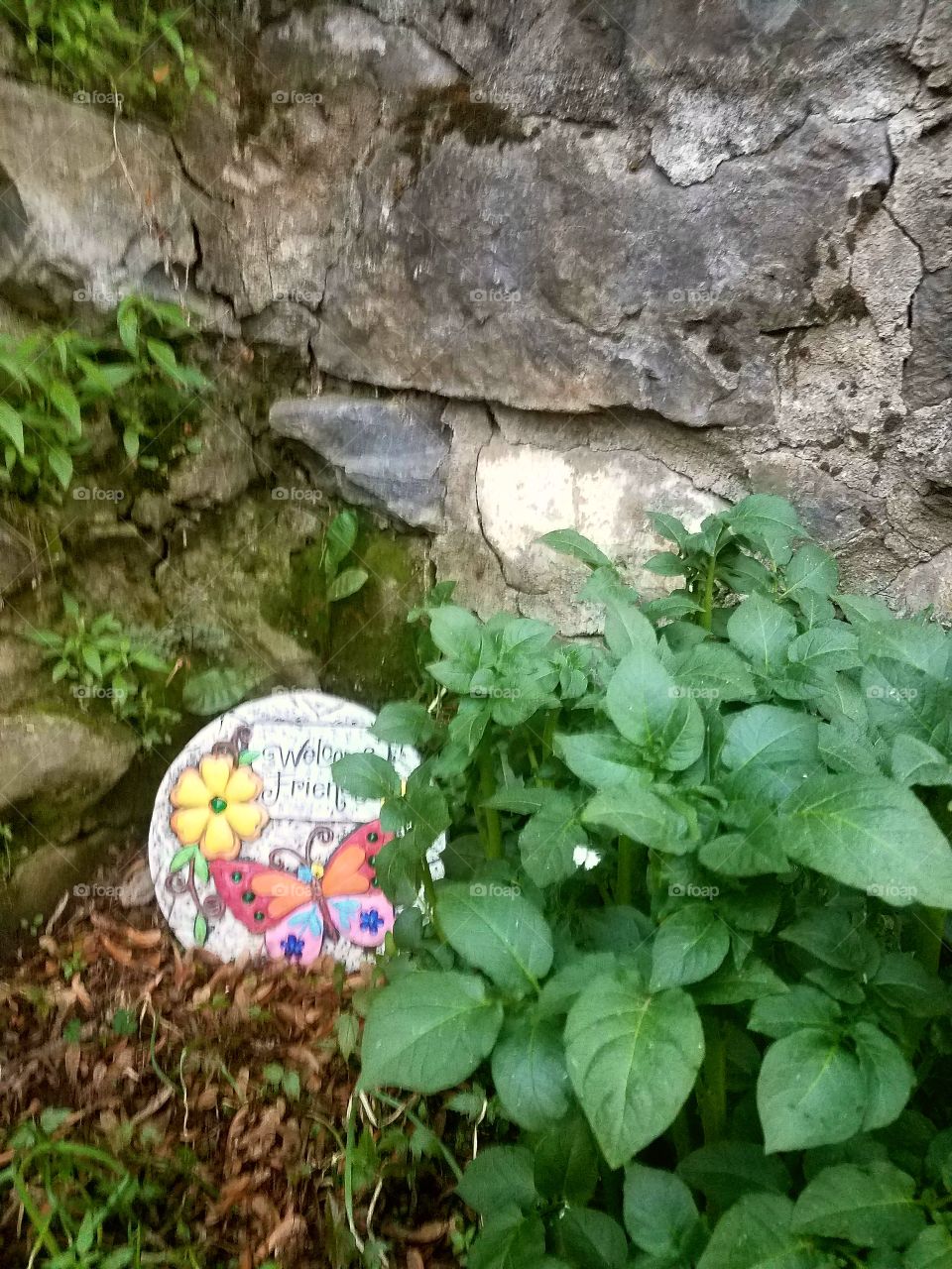 growing potatoes plants in my garden