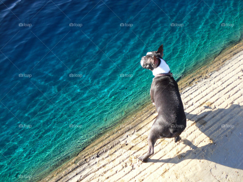 blue dog water park by kiwi0685