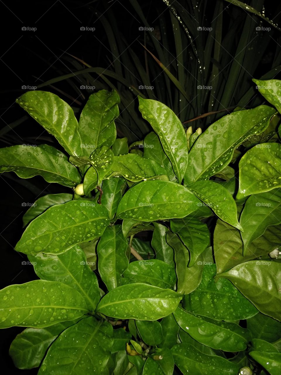 Green leaf at night