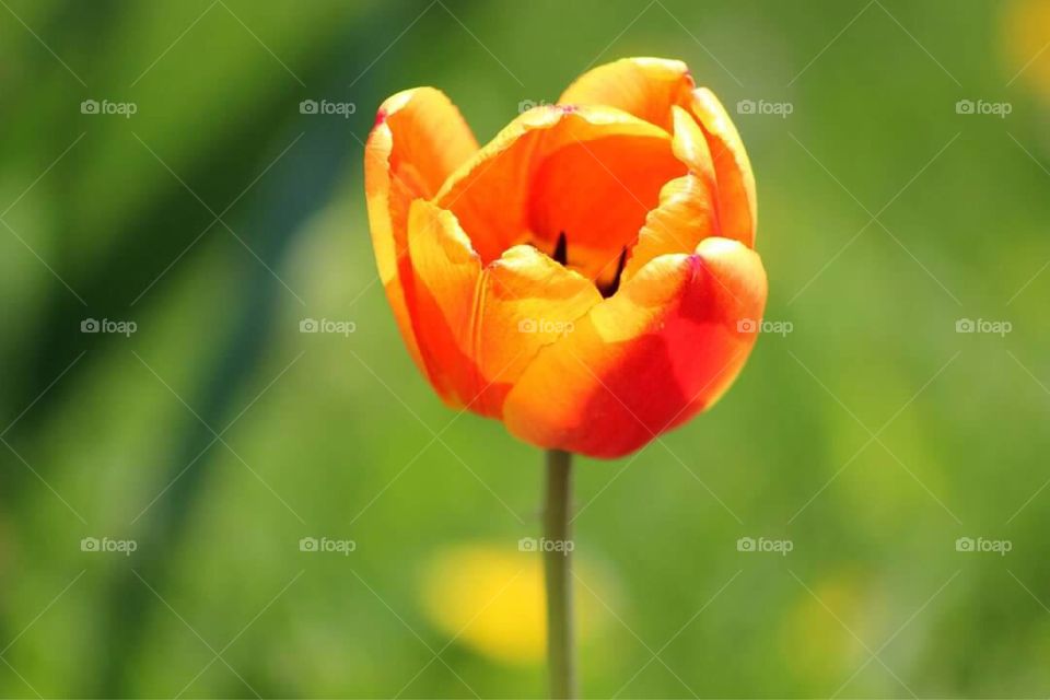 A gorgeous orange and yellow tulip growing in our flower garden. 