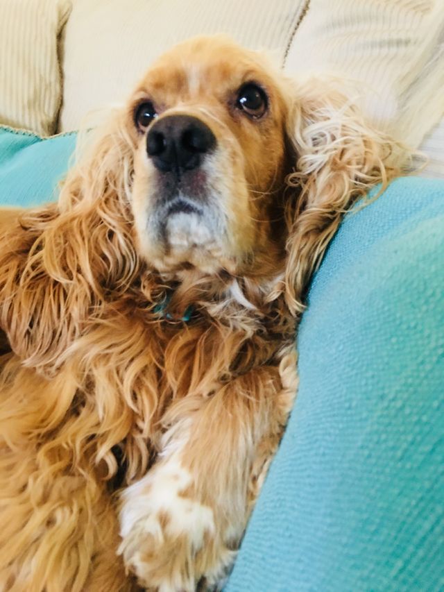 Dog love