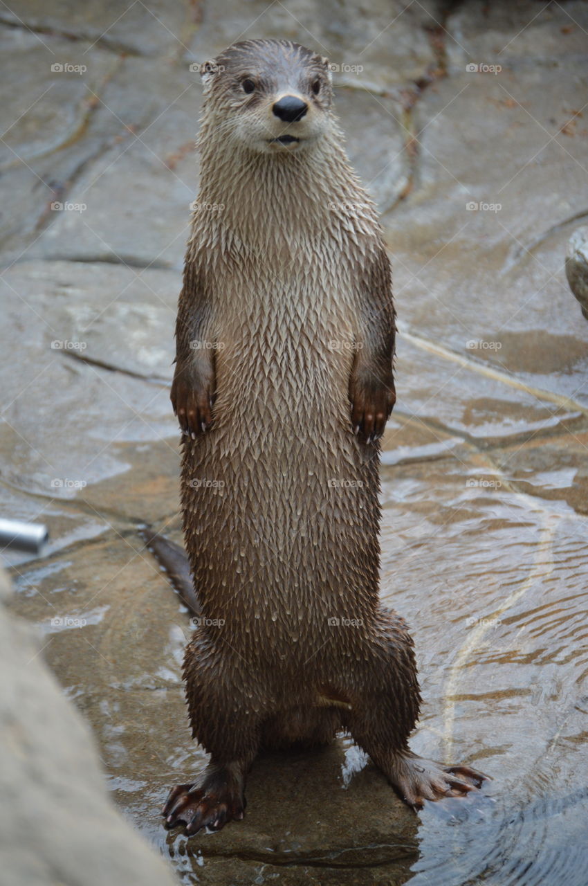otter says hi