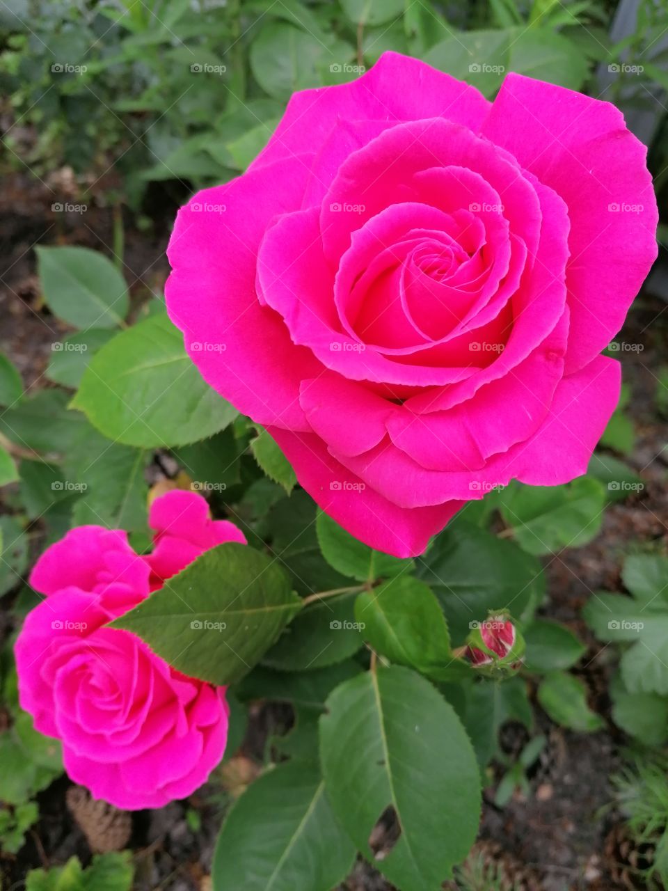 Rose of incredibly beautiful pink color