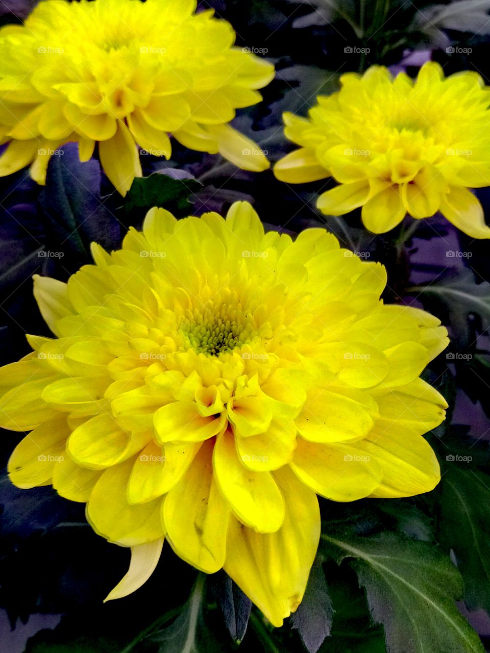 хризантемы